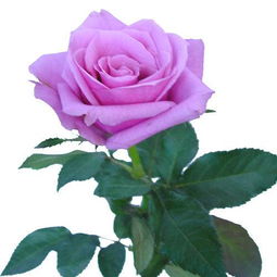 有人见过紫色玫瑰吗