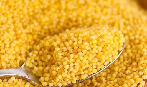 小米和黄米如何分辨 综合对比之下,谁更有营养价值