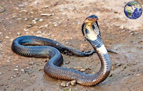 中国最毒的四种毒蛇, 万一被咬中基本上就是九死一生