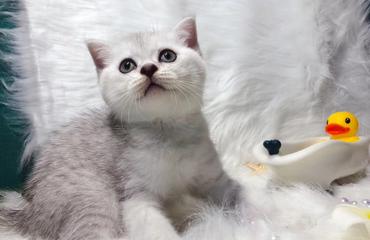 布偶猫和蓝白猫配出来是什么样的？