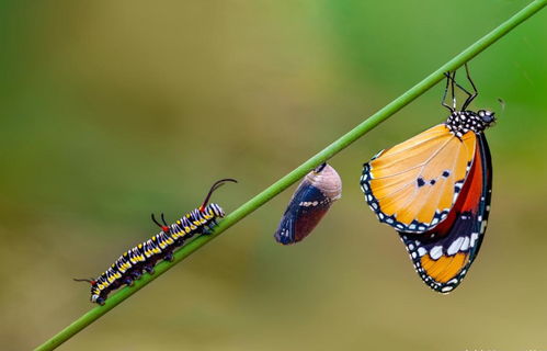 毛毛虫变蝴蝶的过程