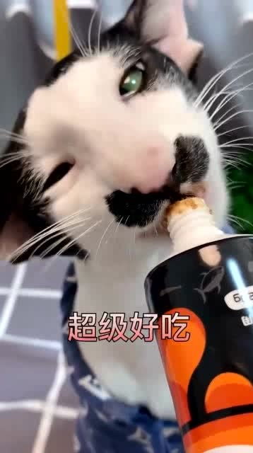 这是猫还是狗 