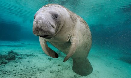 海牛或海猪 长相丑陋的生物,就不配成为美人鱼的原型吗