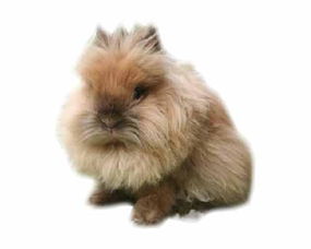 这是什么品种的兔子 
