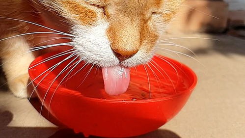 猫只吃猫粮会营养不良吗 我是不是该给它喂点老鼠