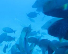 马尔代夫鲸鱼潜水艇Whale Submarine,马累附近观光旅游特色项