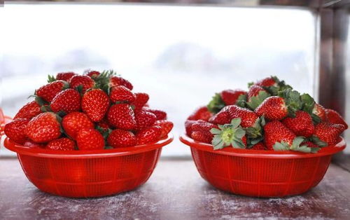 冬天 与草莓 亲热 一下