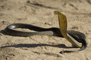 森林里有一条眼镜蛇,可是从来它从来不咬人,这是为什么 
