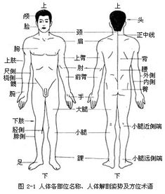 牛体各部位名称 搜狗图片搜索