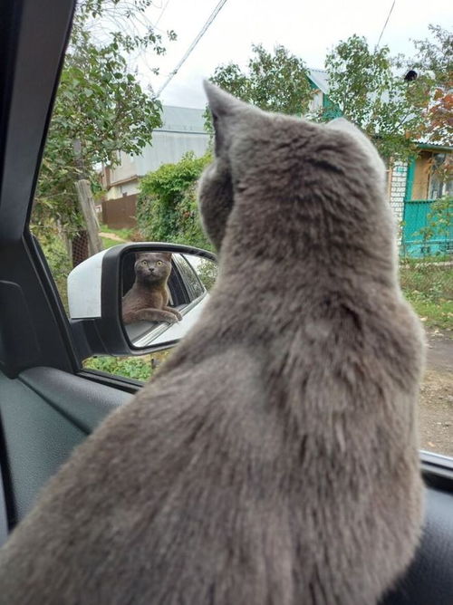 猫趣 在车里长大的猫咪,化身毛球护身符,陪着铲屎官寻找生活中的美