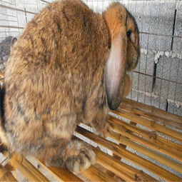 养殖肉兔报价 厂家 