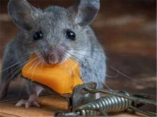 消毒杀菌公司 灭老鼠 什么方法灭老鼠管用