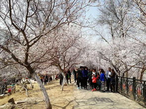 三月赏桃花 桃花堤的桃花已灿烂盛开,背诵这些诗句去春游吧