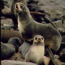 海狗 生物 搜狗百科 