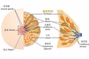 真人实拍,脂肪丰胸到底能不能看出来