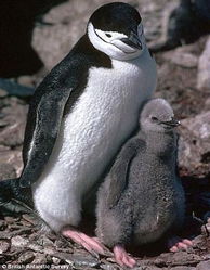 世界首份南极洲全新物种目录公布 