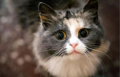 通过眼睛就可以判断猫咪的健康状况,教你如何清理猫咪眼睛