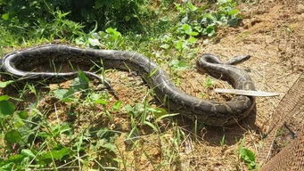 南岭发现一条3米长,40斤重大蟒蛇 