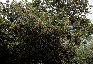 郑州观赏枇杷树结果引路人疯狂采摘 