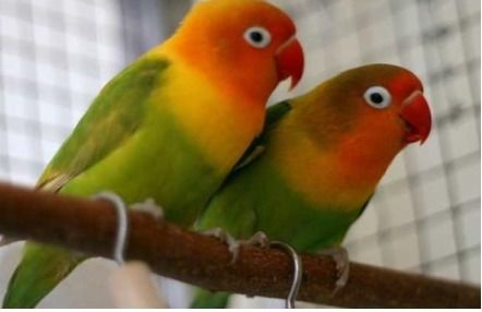 绿桃和黄桃牡丹鹦鹉的下一代能繁殖吗 