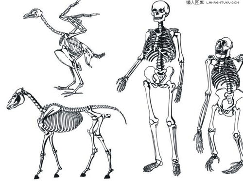 各种动物人类骨架素描矢量素材