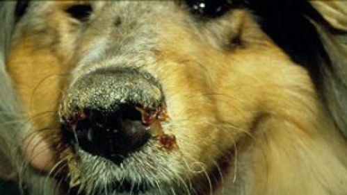 狗狗流鼻涕咳嗽是感冒 有可能是致命的狗瘟 如何区分感冒与狗瘟