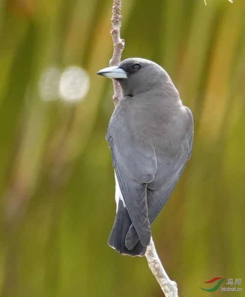 灰燕鵙,鸟网 