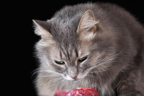 你给猫咪自制的主食猫饭,真的靠谱吗