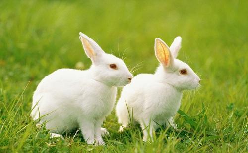 兔兔兔 和2大生肖结婚,天生注定 上等婚 ,携手一生必幸福