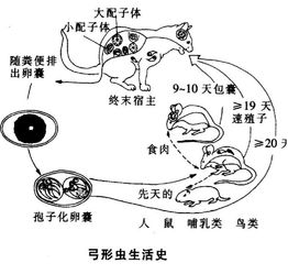 弓形虫，准妈妈问你去哪？