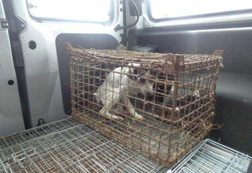 流浪狗被关在狭小铁笼里,根本没机会站起来,被救时已经奄奄一息