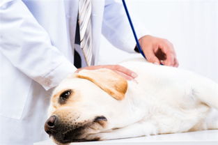 狗狗弓形虫病的症状和防治