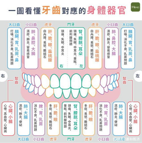 牙齿对应的脏腑(牙齿对应的脏腑图)