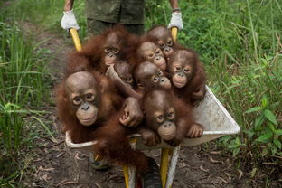 一周外媒动物图集 印尼猩猩上幼儿园 