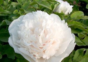 白牡丹品种有哪些和花语？