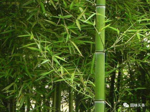 竹子是属于什么植物类型,竹的分类依据