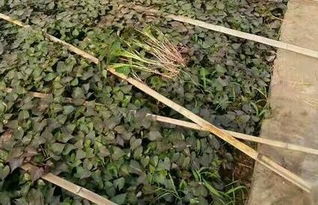 矮杆作物红薯套种高杆作物玉米栽培技术