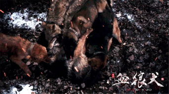 血狼犬 温州人出品的电影,人与动物之间真性巨作