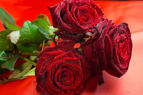 8朵红玫瑰花语及寓意,8朵红玫瑰花语及寓意