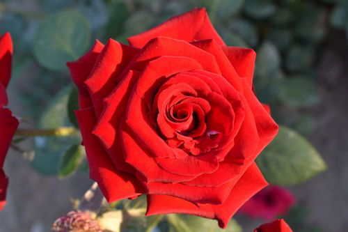 方德摩羯座玫瑰，摩羯座玫瑰的花语(摩羯座的象征花)