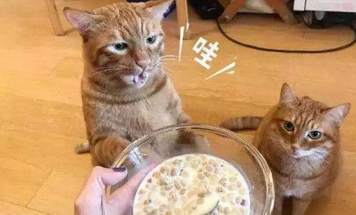 橘猫好奇铲屎官吃的什么食物,结果那嫌弃的眼神说明了一切