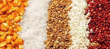 大米能和高粱一起发酵吗(高粱米跟大米混在一起煮好吗)
