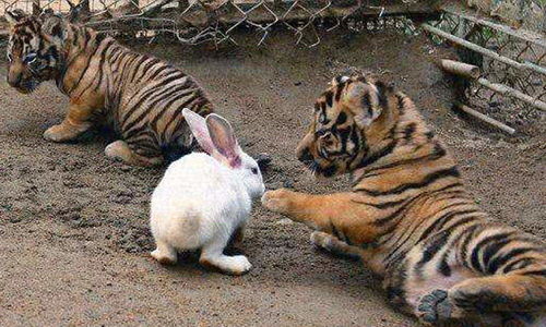 饲养员想激发小老虎的兽性,丢进几只兔子,游客 看一次笑一次