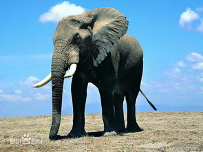 大象多高(非洲大象多高)