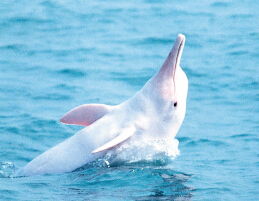 做梦梦见白海豚 周公解梦 