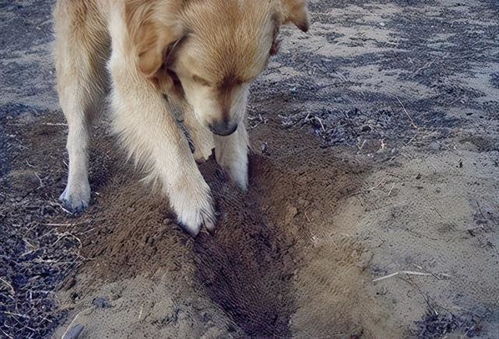 狗狗为什么刨地(狗狗为什么刨地毯)