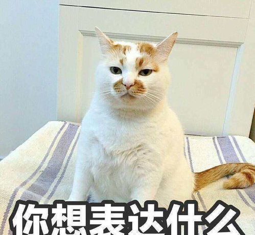 猫竟然不知道 甜味 是什么 关于猫的这些冷知识你一定不知道