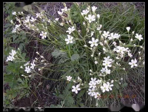 塔河野生植物图解