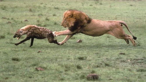 狮子大战鬣狗,一招毙命不给鬣狗反抗机会,镜头记下精彩一战 