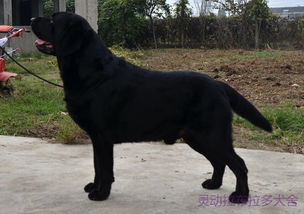 中国永久登陆冠军犬 布莱克 灵动拉布拉多犬舍 